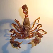 Скульптура «Скорпионы» из стекла — фотография 2